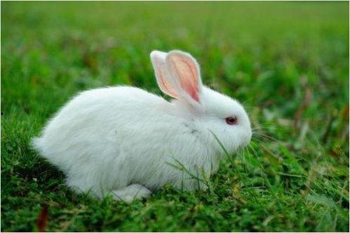 最近热门事件合集吃瓜兔 网红大瓜等你来开,全网热议！吃瓜兔带你揭秘网红大瓜风云录