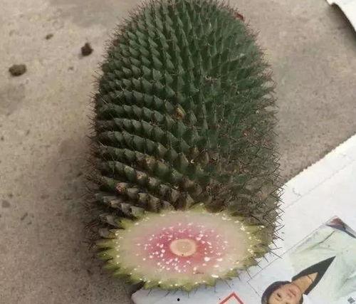 网红黑料是什么意思 热门大瓜热心的朝阳爆料,热门大瓜与热心朝阳爆料背后的真相